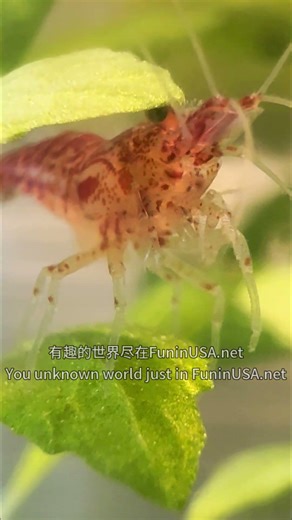 夕阳西下，小樱花虾还很精神 As the sun sets, the little cherry shrimp are still full of energy.