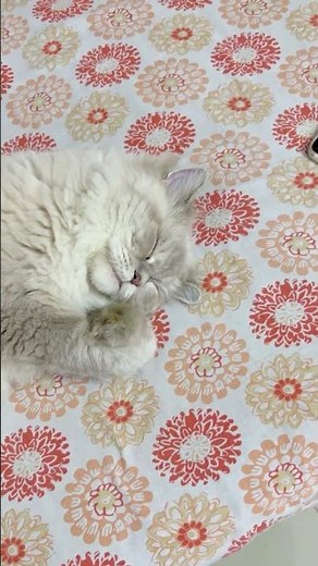 Cute Sleeping Cat 😻💤 The Most Peaceful Nap Ever! #cat #catshorts #cute