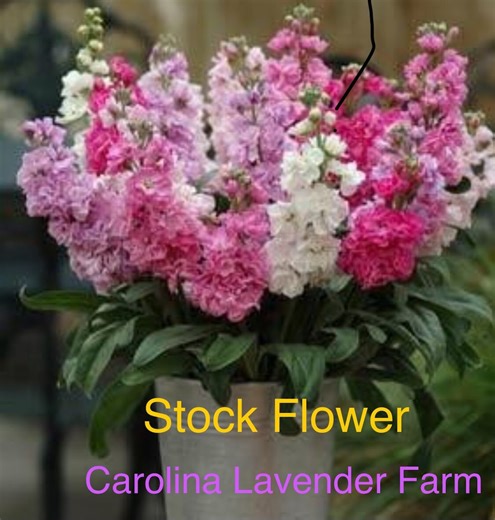 Fragrant Stock Flower Live Plant - Perennial Matthiola Starter for Home Gardens, Florists & Farms - Etsy