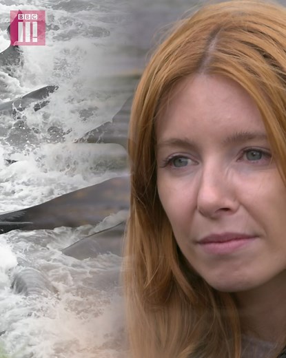 In her latest documentary, Stacey Dooley heads to the Faroe Islands to investigate whether there is still a place for whale hunting in today’s world. Stacey Dooley Investigates: Whale hunters is now streaming on BBC iPlayer. | BBC Three
