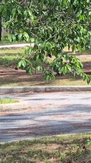 Black Fox Squirrel