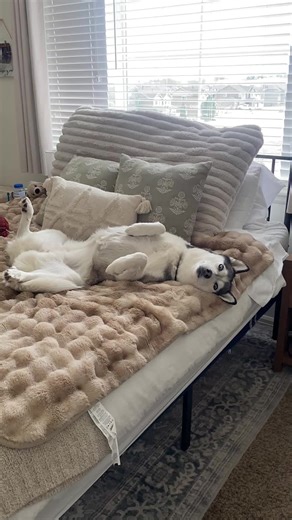 The busy life of a pampered husky #husky #dogtok #dogmom #fyp #foryou