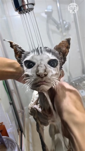 10K views · 49 reactions | Showering my newly adopted cat! (AI) | Bored Panda Animals | Facebook