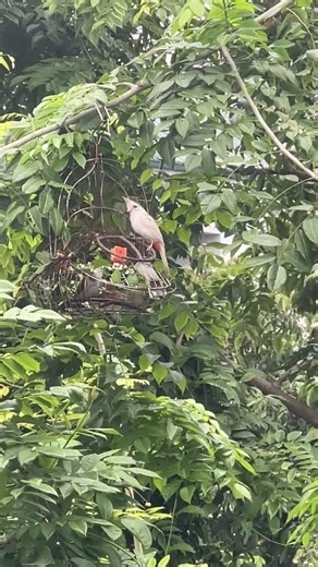 Bẫy đáu chào mào bạch nhìn lồng bẫy mún đập nát lun quá cay quá cay #birds #chaomaohothay