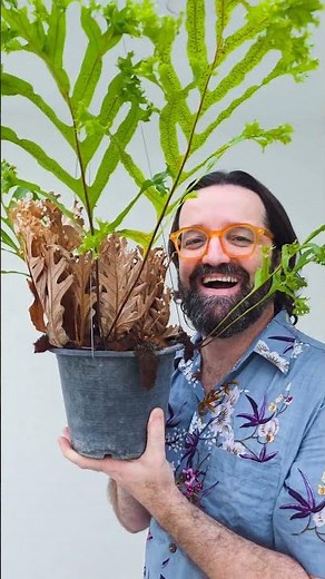 You've never seen a fern like this! Meet the Drynaria 'Siam' #plants #botany #curiosities