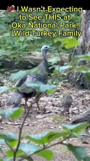 🦃 I Wasn’t Expecting This at Oka National Park! | Wild Turkey Family #nature #wildturkey #wildlife