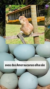 Que tal ter galinhas que botam ovos coloridos? #ameraucana #ameraucanas #ovoscoloridos #avicultura | Refúgio do Humaitá