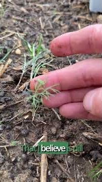 What is a WEED? #gardening #weeding
