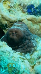 119K views · 1K reactions | Common Reef Octopus (Octopus cyanea) is a master of disguise. These cephlapods not only can change colour frequently, but also can change the patterns on and texture of their skin. | Science Channel | Facebook