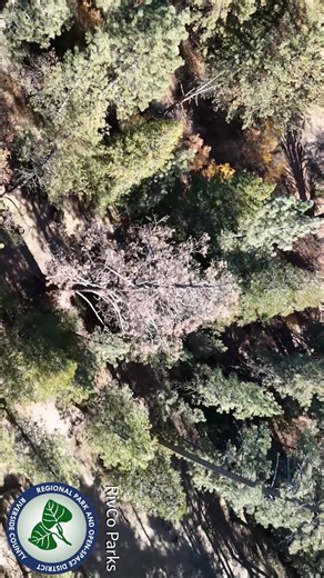 Protecting our parks starts with prevention. RivCoParks is proud to partner with CAL FIRE through the CAL FIRE Climate Investments Wildfire Prevention Grant to reduce hazardous fuels at Idyllwild Regional Park. This critical work helps lower wildfire risk, improve forest health, and protect our community, visitors, and park resources. Field work is being completed by our contractor, United Tree and Environmental Management, whose crews are playing a key role in this fuels reduction effort. Toget