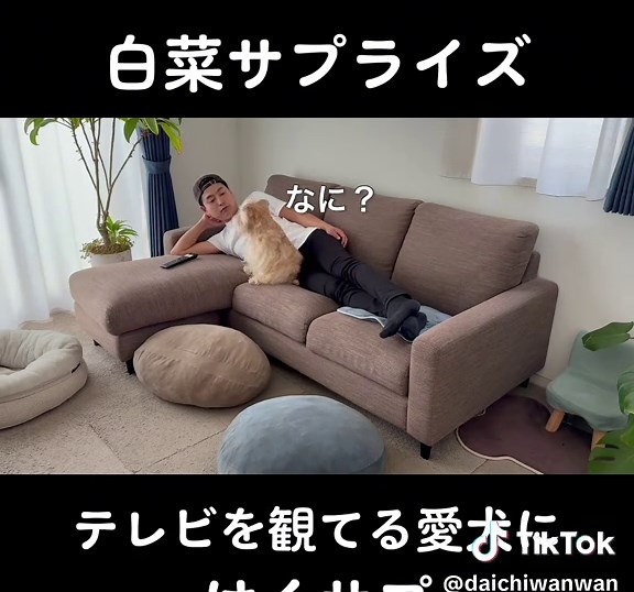 犬がテレビで白菜サプライズを体験