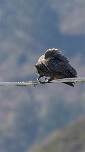 Watch this snake fight for its life in the talons of the great horned owl. Wow! | Daniel Dietrich Photography