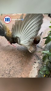 This lady pheasant is like "I have a boyfriend" 💁‍♀️ | Daily Mail Video