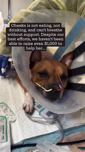 Cheeks’s 4 days at the emergency hospital have been harrowing. #usa #canada #rescue #reels #london