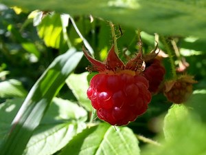Medicinal Uses for Raspberries