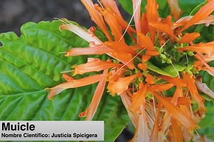 ¿Qué es el muicle? Conoce la planta mexicana con posibles propiedades anticancerígenas