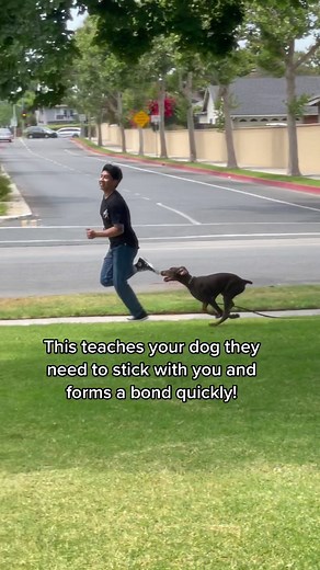 One of the best things you can do with a new puppy. #dogtraining #dogtrainer #california #run #WeAreDogTraining #puppy #doberman #tips #edutok #dogs