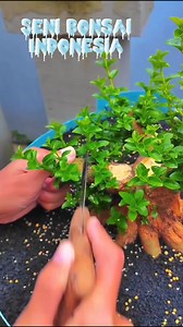 Inspirasi proses tanaman bonsai Bonsai Beginners | Seni Bonsai Indonesia