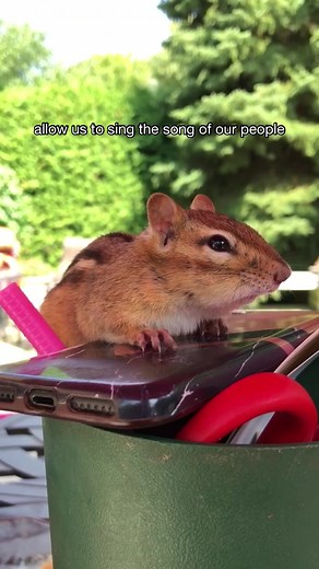15K views · 656 reactions | play this for your cat or dog and see if they react ️ #chipmunks #animallover | Van Gogh the Chippy | Facebook