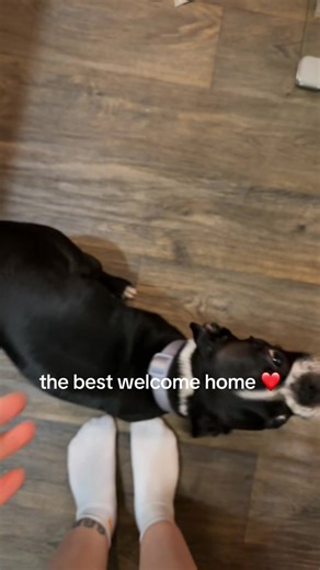 Boston Terrier's Heartwarming Welcome Home