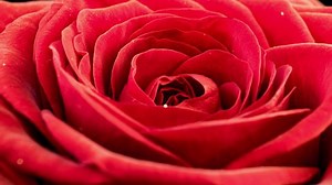 Red Rose Bloom Time Lapse Delicate 库存影片视频（100% 免版税）1066275145 | Shutterstock