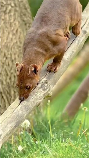 fossa #wildanimals #facts #animals #wildlife