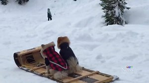 61K views · 518 reactions | Pom sledding  | SALTYDOG | Facebook