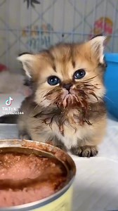 873K views · 17K reactions | Omg  How cute is this little guy? | I’ll Show You My Kitty If You Show Me Yours | Facebook