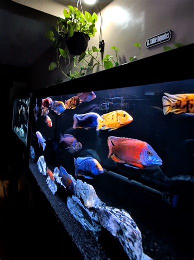 Easy Maintenance Tips for Enjoying Your Fish Tanks