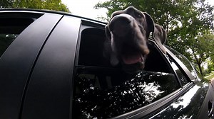 14K views · 58 reactions | Why is it that your pooch looks so happy with his ears flapping in the wind on a drive? Heather Brown investigates... | WCCO & CBS News Minnesota | Facebook