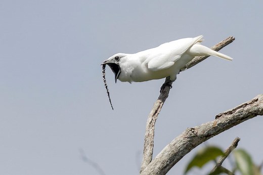 Listen to the Loudest Bird Ever Recorded