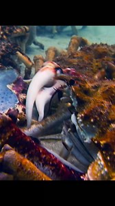 930K views · 5.5K reactions | Spider crab spend most of their life in the deep water #animals #animalworld #spidercrab #crab | Animal Documentary | Facebook