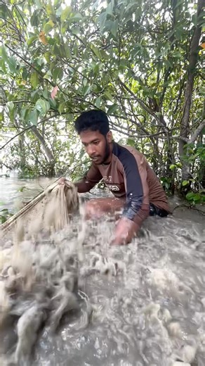 Big Cast Net Fishing in River.#fishing #castnet #bigfish #riverfishing #viralvideo