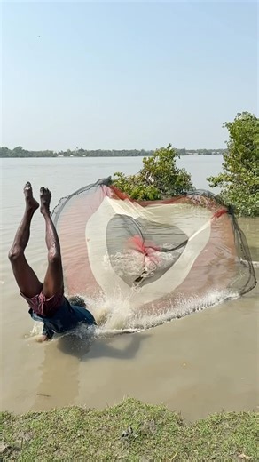 The fisherman, disoriented by the sight of a big fish, cast his net.#shorts #fishing #fish #bigfish