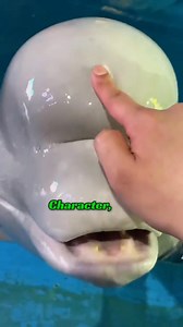 30K views · 833 reactions | The secrets of the beluga whale,You Know them all and I'll lose | Reels Media | Facebook