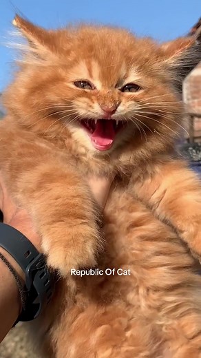 Hilarious Cute Kitten Laugh - Must See Funny Cat Video!
