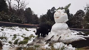 Snow today at Devils@Cradle. Keepers made a little snowman, for these 18 month old animals to explore. We are open come on in and join the winter fun! #snow #snowplay #snowday #tasmaniandevil #tourismtasmania #tasmania #tourismaustralia #discovertasmania #cradlemountain #devilsatcradle #cradlemt #winter #winterwonderland | Devils at Cradle