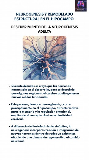 #Neurociencias: Neurogénesis adulta en el hipocampo 🧠 El descubrimiento de nuevas neuronas en el cerebro adulto cambió nuestra comprensión de la plasticidad cerebral. 🔹 Hallazgo clave: la neurogénesis ocurre en el hipocampo, incluso en la adultez, contribuyendo a memoria y regulación emocional. 🔹 Mecanismo: células madre del giro dentado generan neuronas que maduran e integran en redes funcionales activas. 🔹 Implicación: redefine la plasticidad al incluir regeneración estructural, no solo fo