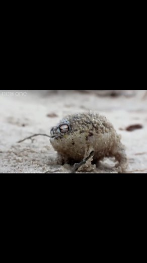 Astraquantinutum40k on Instagram: "Angry Space Marine Frog #warhammercommunity #warhammer40k #warhammer40000 #spacemarines #warhammercommunity #warhammercommunity #astraquantinutum40k #warhammermemes All credits to Pathos Time"