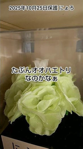 なんかわからないスパイダー #jumpingspider #オオハエトリ #インテリアハエトリグモ