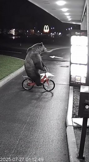 CCTV: Bear on a Circus Bike Orders at McDonald’s Drive-Thru