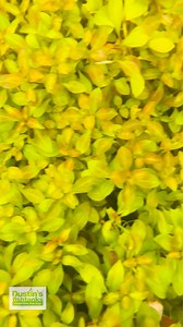 LUDWIGIA REPENS (ABSOLUTELY STUNNING AQUARIUM PLANT) is available for...