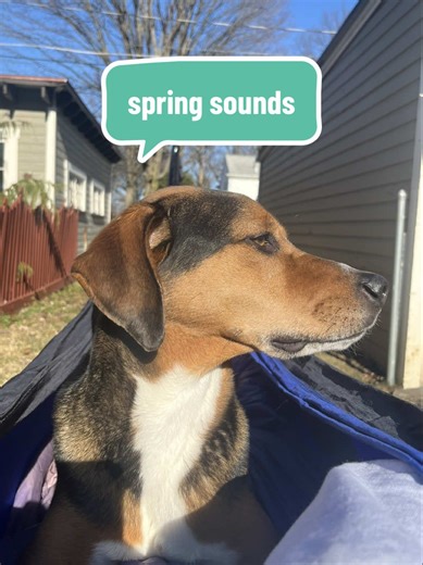 yall know I love winter but I can’t wait to sit outside and listen to the birds again🥹🩵 #spring #outside #getoutside #optoutside