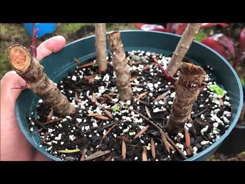 Growing RED TI LEAF Plant = Cordyline Fruticosa