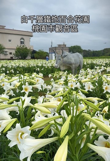 桃園觀音百合花園 4萬株鐵炮百合盛開