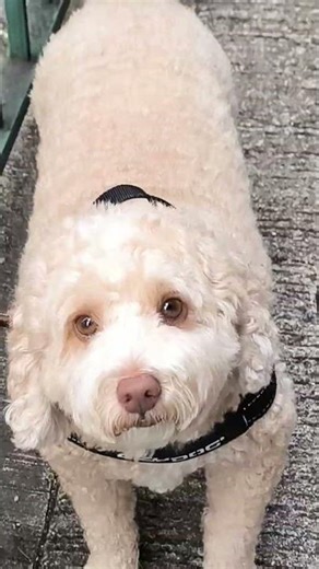 Labrador Retriever Guide Dog