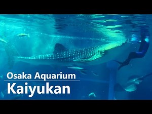 Osaka Aquarium Kaiyukan 海遊館 大阪 [ Osaka travel guide ] 大阪旅行ガイド