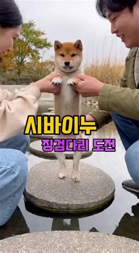 말은 없지만 표정은다 말해요 English: Silent, but expressive #ai영상 #애견영상