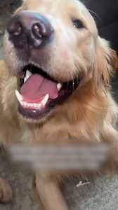 120K views · 549 reactions | Dogs cannot be trusted  | LADbible New Zealand | Facebook