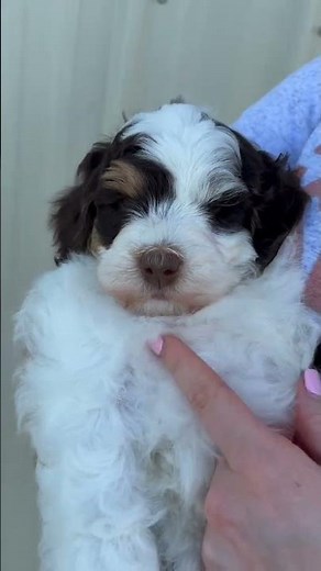 Meet Windy! Our F1b Micro Bernedoodle Puppy - looking for her forever home! ❤️